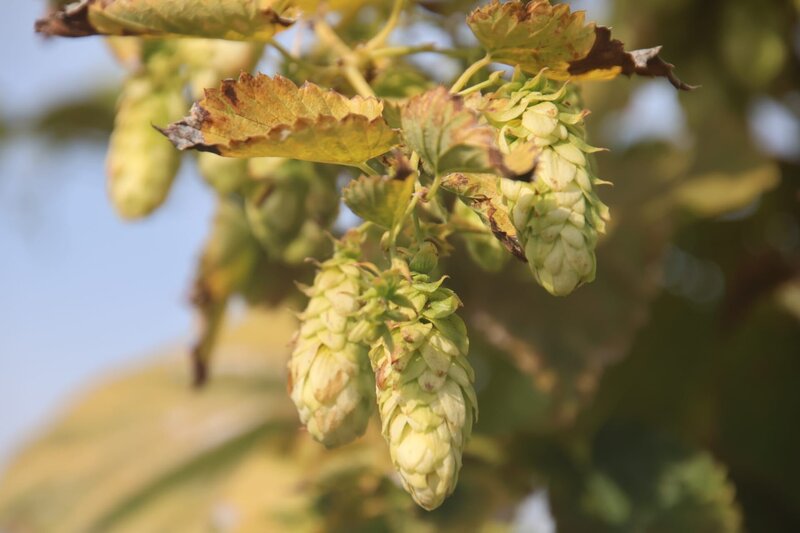 Hopfengarten Bamberg: Alexander Herrmann erkundet mitten in der Gärtnerstadt die verschiedenen Aroma-Hopfensorten, die Kris Emmerling in seiner Gärtnerei anbaut. – Bild: BR /​ Frank Johne