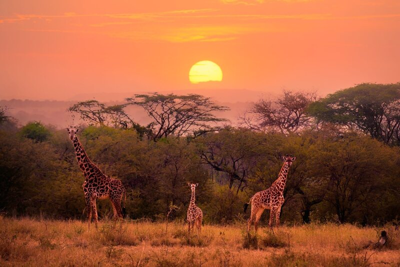 Giraffen bei Sonnenuntergang. Giraffen sind mit bis zu 6 Metern die größten Landkreaturen. – Bild: ORF/​ZDF/​soft light