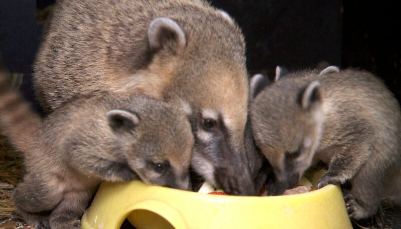 ARD/​NDR LEOPARD, SEEBÄR UND CO. FOLGE 108, „Frischluftabenteuer für Löwenbabys“, am Freitag (13.04.12) um 16:10 Uhr im ERSTEN. Eine Nasenbärenfamilie frisst Obst. – Bild: NDR