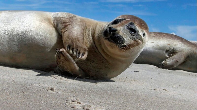 Auf einsamen Sandinseln im dänischen Kattegat bekommen die Seehunde ihre Jungen. – Bild: NDR/​doclights/​NDR Naturfilm/​coraxfilm GmbH