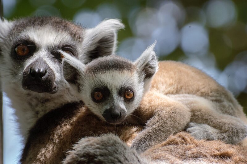Female and her baby ring tailed lemur; – Bild: ORF/​ZDF/​Azahara Perez