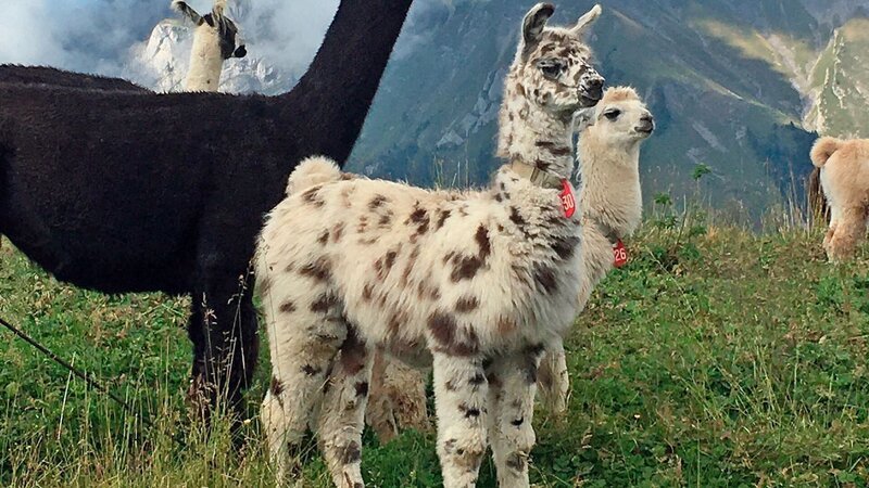 Baby-Lamas im Kiental – Bild: SWR/​Florianfilm