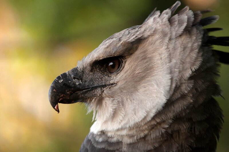 Harpyie Portrait – Bild: National Geographic Channel