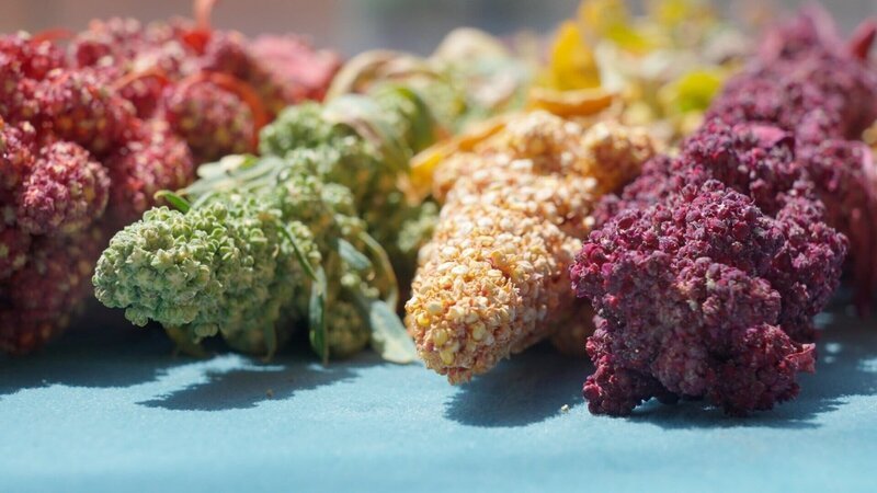 Weltweit existieren mehrere tausend verschiedene Quinoa-Varianten in verschiedenen Farben und Größen. An der Farbe der Pflanzen lässt sich die Farbe der Körner nicht immer erkennen. Die meisten Körner sind tatsächlich weiß. – Bild: ZDF