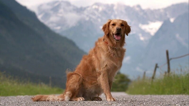 Ein Lawinenhund übt das Abseilen – Bild: WDR/​Die Sendung mit dem Elefanten
