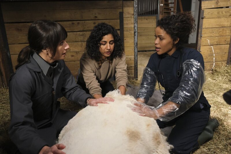 L-R: Grace Palmer, Vella Lovell and guest star Alvina August in the „Skunks and Llamas“ episode of ANIMAL CONTROL airing Thursday, Mar 23 (9:01⁠–⁠9:30 PM ET/​PT) on FOX. – Bild: Bettina Strauss /​ Fox Entertainment