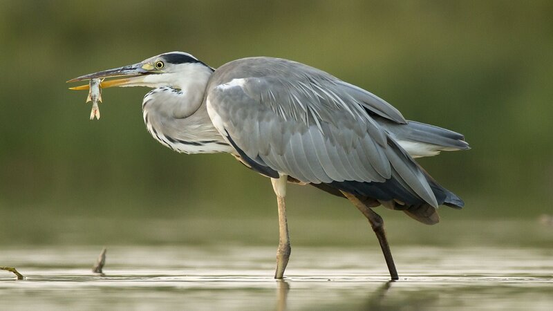 Graureiher nutzen den Fischreichtum der seichten Seeregionen, um ihren Hunger zu stillen. – Bild: RTL