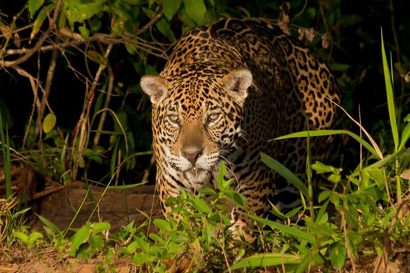Ein Jaguar auf der Pirsch – Bild: Terra Mater /​ Light and Shadow /​ Cristian Dimitrius
