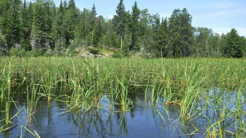 wild rice growing wild in a Canadian lake – Bild: RozHawley