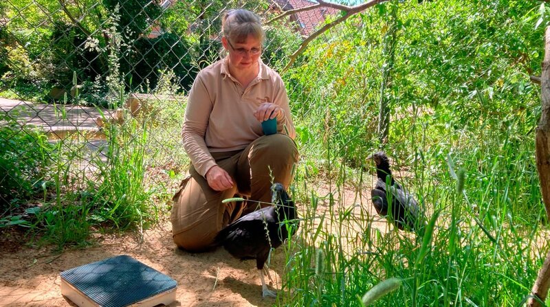 Ziemlich schräge Vögel: Die Tschajas, Seriemas und Rabengeier sind eher unbekannte Vögel Südamerikas. Im Zoo Hannover wohnen sie in schrägen Hütten. Tierpflegerin Angela Kruth hat Mühe, sich die Rabengeier vom Hals zu halten. Amanda und Nestor stürzen sich auf Angelas Schnürsenkel, gehen mit dem Schnabel unter ihre Hosenbeine und untersuchen die Hosentaschen der Tierpflegerin. Ziemlich schräg! – Bild: NDR/​Doclights/​Erlebnis-Zoo Hannover