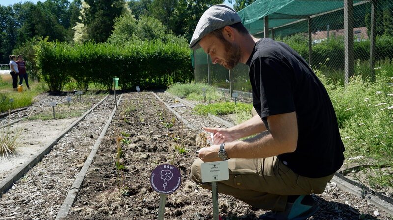 Es ist ein langer, aufwändiger Weg, um bedrohte Wildpflanzen zu erhalten. Vom Samensammeln über die Anzucht in Erhaltungskulturen bis zum Ausbringen in die freie Natur vergehen Monate. Der Film begleitet Expert:innen und Wissenschaftler:innen in der Region Berlin-Brandenburg. – Daniel Lauterbach bei der Samenernte im Botanischen Garten Potsdam. – Bild: rbb