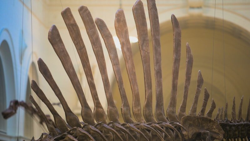 Der Name Spinosaurus geht auf die langen Dornfortsätze der Rückenwirbel zurück. Diese trugen das markante Rückensegel der Spinosaurier. – Bild: ZDF
