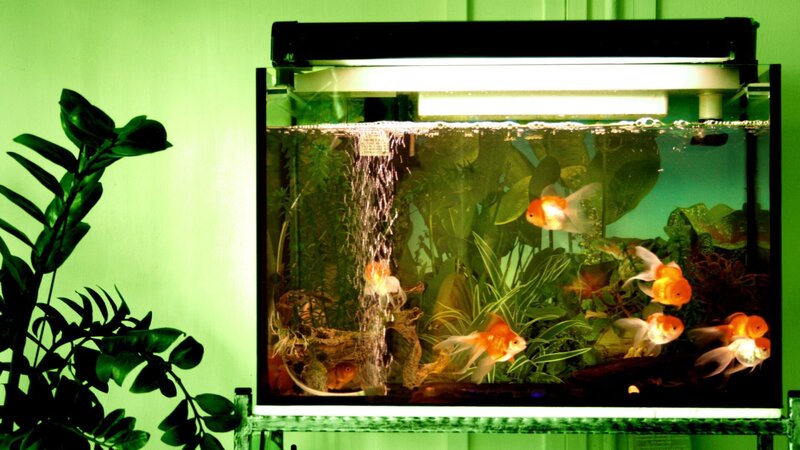 Goldfishies in tank – Bild: mela.de.gypsie Photography