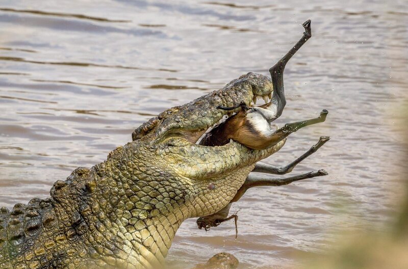 Ein Nilkrokodil verschlingt seine Beute. Es ist das größte Süßwasserraubtier Afrikas. – Bild: Bhirel Wilson/​Getty Images