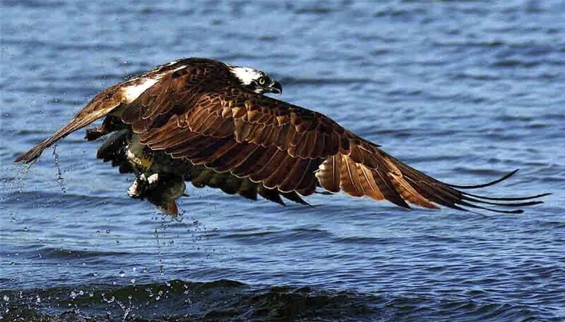 Erfolgsstory: Der Bestand des Fischadlers hat sich in den letzten 10 Jahren in Brandenburg fast verdoppelt. – Bild: BR/​NDR/​NDR Naturfilm