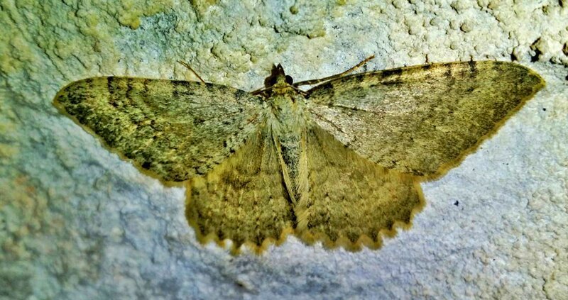 Höhlenschmetterling. – Bild: BR/​nautilusfilm GmbH