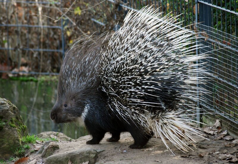 Stachliger Geselle: Eine Begegnung mit einem Stachelschwein kann schmerzhaft ausgehen. Aber nur, wenn die Tiere verärgert sind, ansonsten sind es sehr friedliche Wilhelma-Bewohner. – Bild: BR/​SWR/​Frieder Bundt