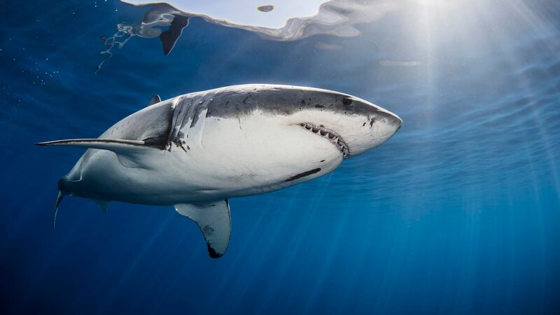 Hai. – Bild: getty