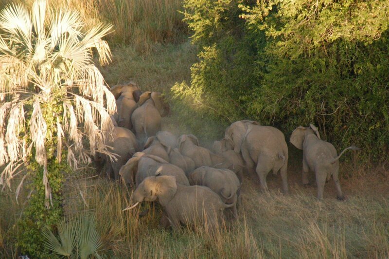 G5 ist endlich an seinem Ziel angekommen. 1200 km LKW-Fahrt liegen hinter ihm, mit ihm sind fünf weitere graue Riesen gekommen: Elefanten aus Südafrika. Das war im Oktober. – Bild: BR/​Bernd Strobel