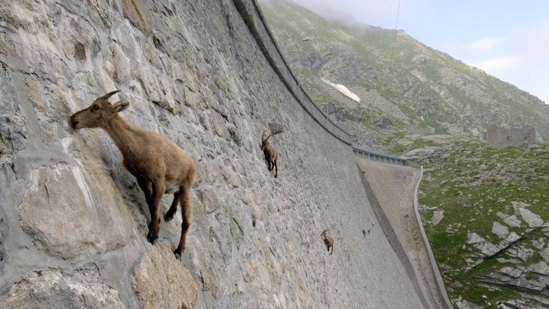 Alpensteinböcke klammern sich an den Cingino-Staudamm, während sie die Mineralien und Salze von den Felsen lecken. – Bild: Alex Ranken /​ BBC 2016
