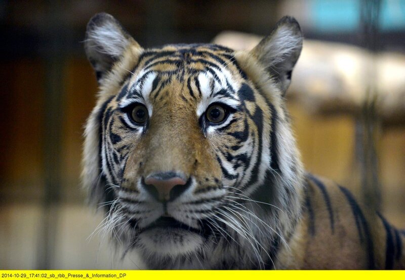 Ein neuer Sumatra-Tiger im Tierpark Berlin. – Bild: rbb/​Thomas Ernst