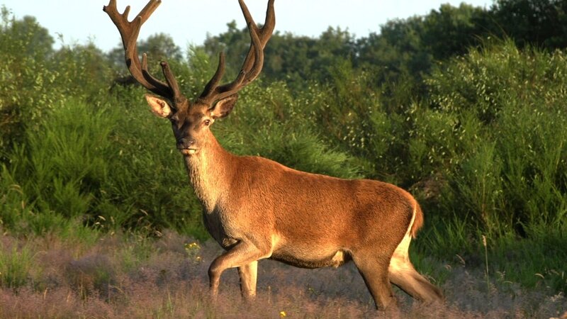Der Wald von Fontainebleau ist eines der größten zusammenhängenden Waldgebiete Westeuropas. Der Rothirsch gehört zu seinen imposantesten Bewohnern. Weitere Fotos erhalten Sie auf Anfrage. – Bild: port.hu
