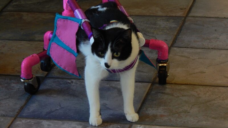 Ziggy in a cart on the tile floor. – Bild: Discovery Communications