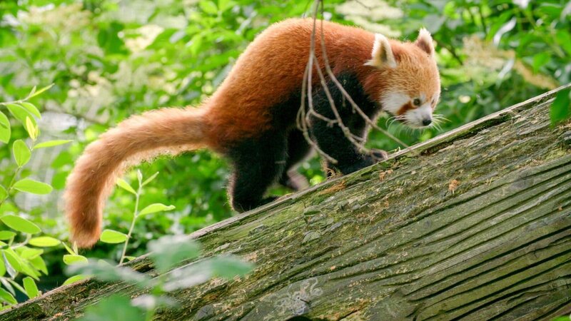 Roter Panda. – Bild: ORF/​Universal