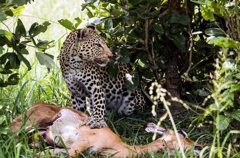 Chobe National Park, Botswana – With her paw on a recently killed impala, Saba looks out from under the bush where she has her kill in the hopes that Neo will come along soon to enjoy a fresh meal. – Bild: National Geographic