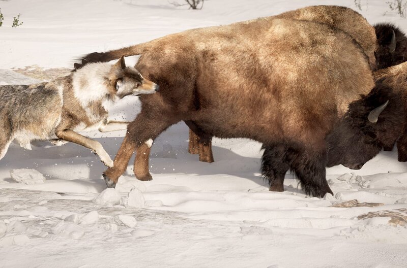 3D-Animation eines Grauwolfs, der eine Büffelherde angreift. – Bild: Jo Armstrong Davis/​True to Nature