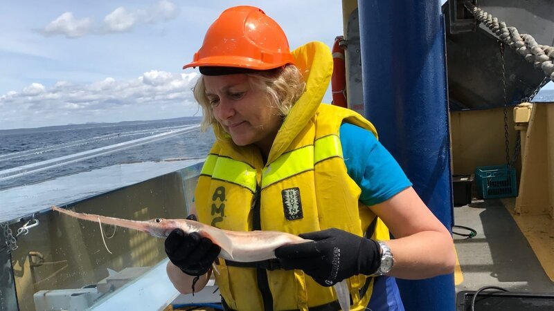 Jane Williamson holds a sawshark and looks at it while standing next to the tank. – Bild: Discovery Channel /​  Discovery Communications