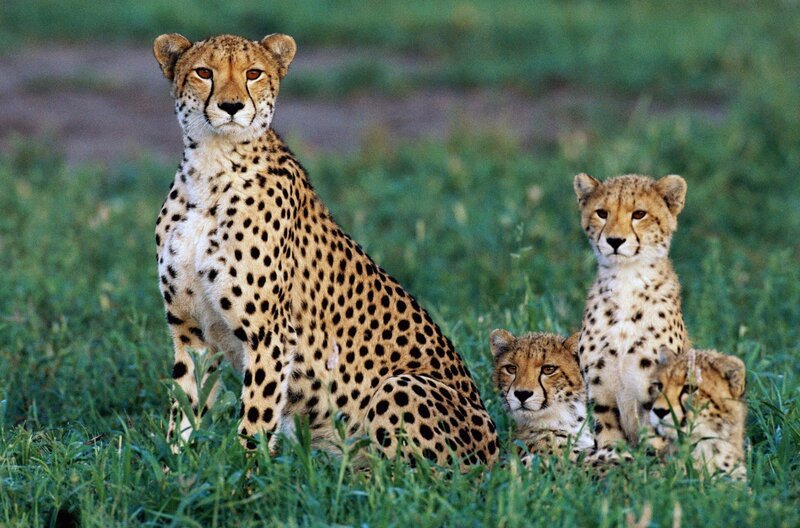 Eine Gepardin und ihre drei Jungen halten Wache. Gepardenmütter verlieren die Hälfte ihrer Jungen an Löwen, weshalb sie ständig neue Verstecke suchen müssen. – Bild: Chris Johns/​National Geographic