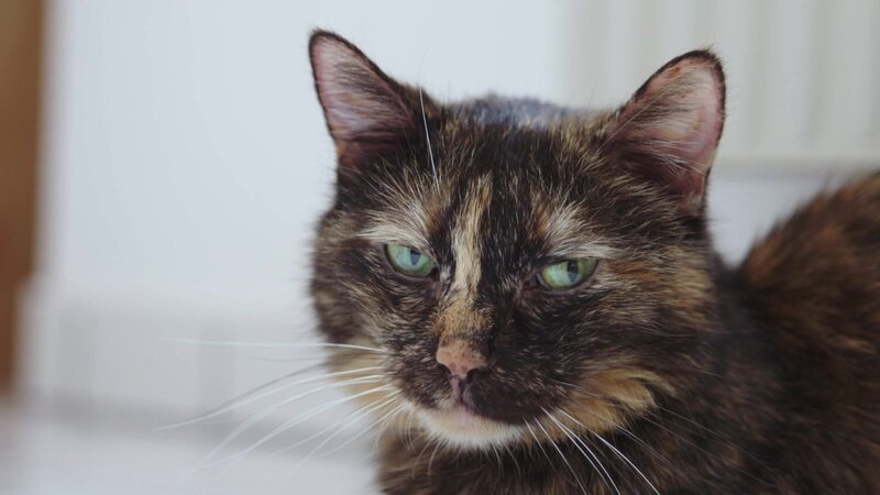 Die Katze – Bild: Red Bull Media House/​ServusTV