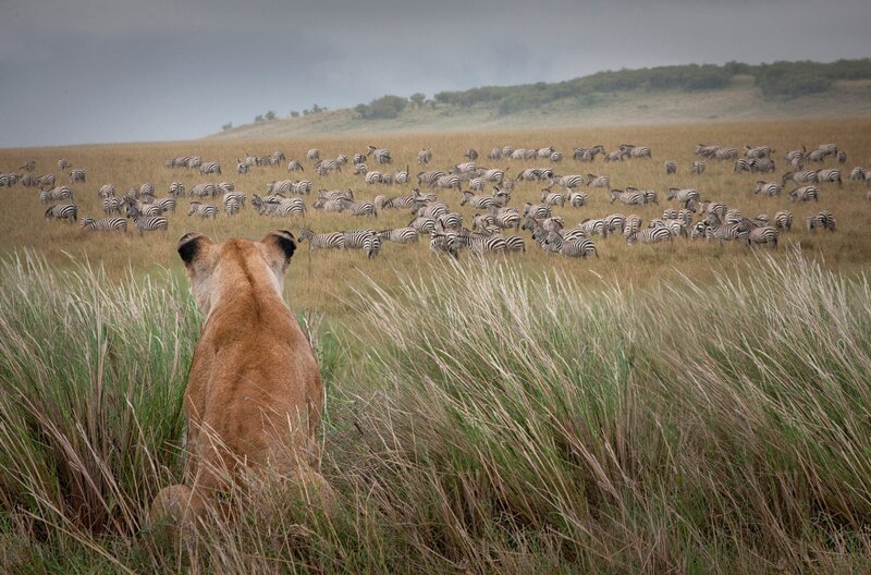 Afrika. Kenia. Masai Mara Nationalpark. – Bild: Bhirel Wilson/Getty Images Afrika. Kenia. Masai Mara Nationalpark. – Bild: Bhirel Wilson/Getty Images
