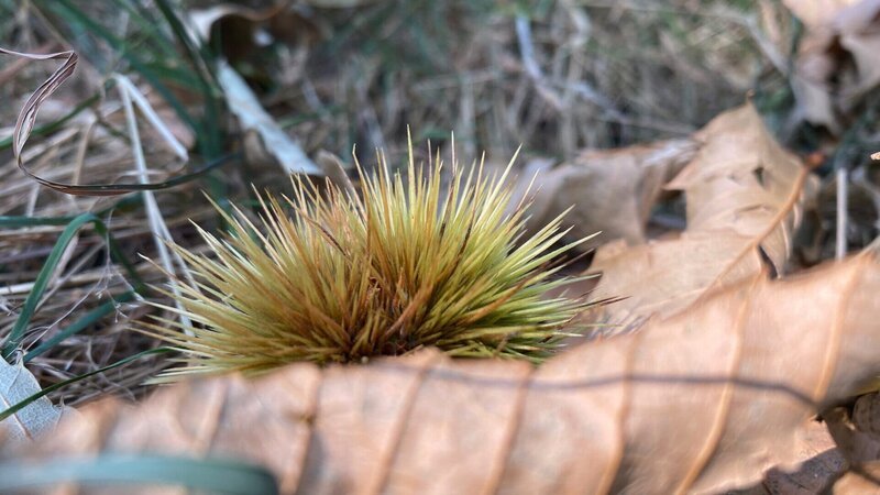 Die magische Welt der Bäume  Die Edelkastanie  Kastanie    Copyright: SRF/​Mediafisch – Bild:  SRF/​Mediafisch