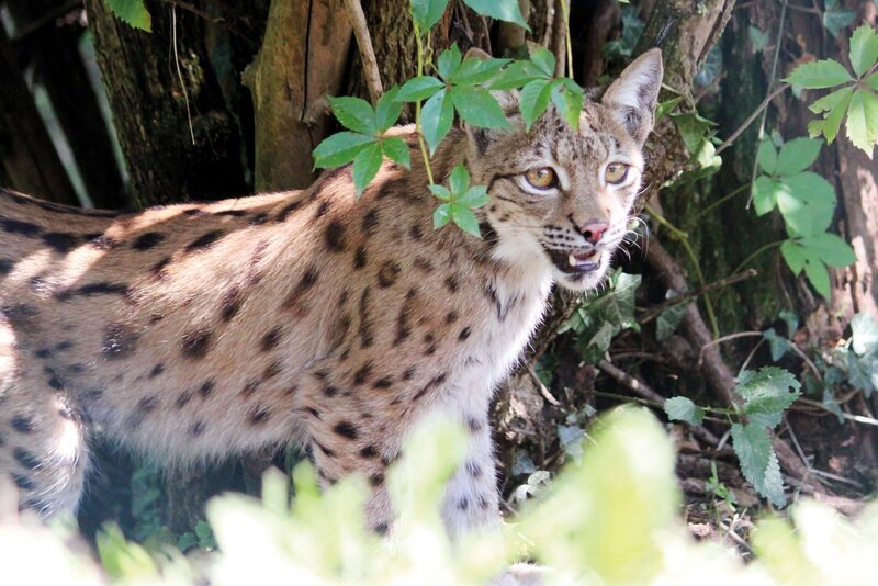 Luchs in der Tierwelt Herberstein. – Bild: 3sat