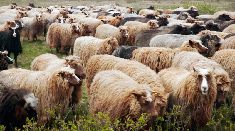 Die Schäferin von Sylt – Bild: 3sat