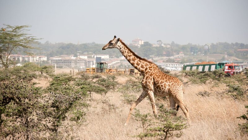 Giraffe in einem Vorort von Nairobi. – Bild: 3sat