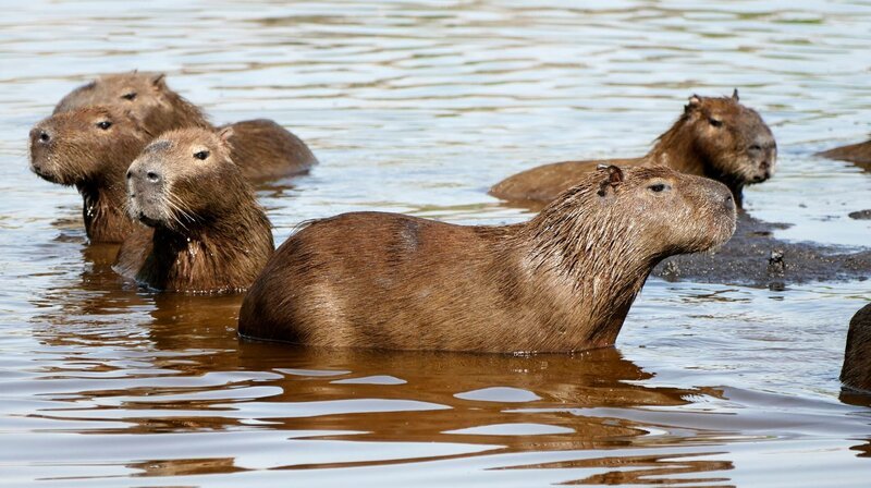 Das halbe Leben verbringen die Nager im Wasser. Sie können sehr gut schwimmen und bis zu fünf Minuten die Luft anhalten und untertauchen. Weiteres Bildmaterial finden Sie unter www.br-foto.de. – Bild: BR/​TEXT + BILD Medienproduktion/​Ben Wolter