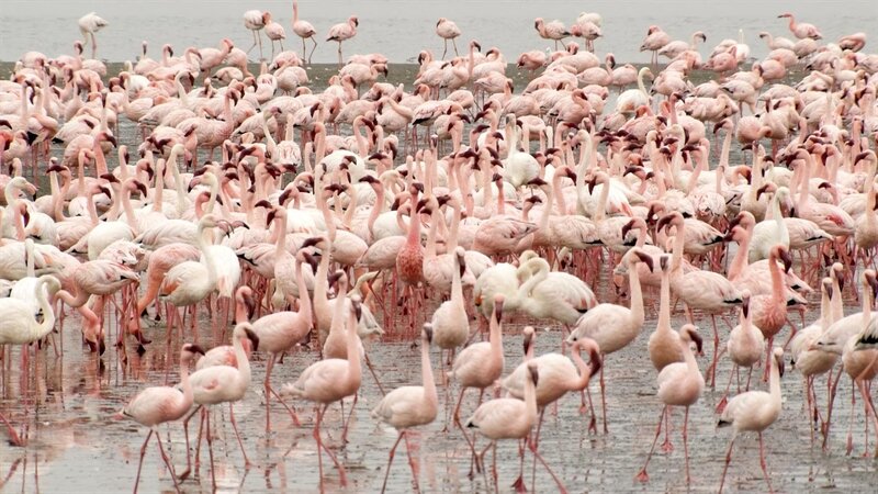 Flamingos sind gesellige Vögel. Sie leben in großen Kolonien. – Bild: BR/​TEXT+BILD Medienproduktion GmbH/​Marcella Müller