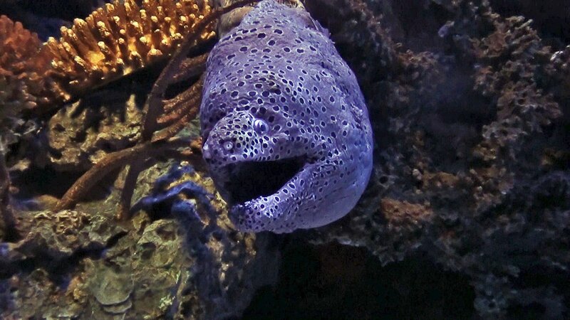 Muräne. – Bild: 3sat