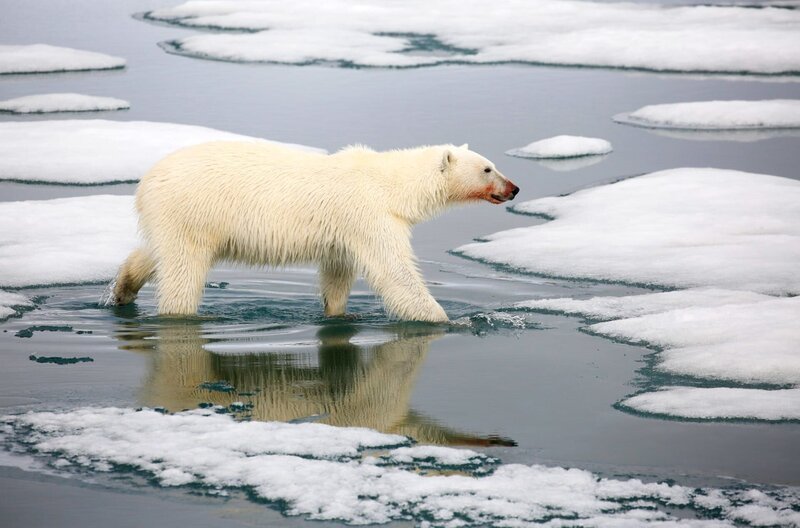 Der beeindruckende Jäger schreckt vor nichts zurück, um seine Beute zu sichern und seine Familien zu ernähren. – Bild: National Geographic Der beeindruckende Jäger schreckt vor nichts zurück, um seine Beute zu sichern und seine Familien zu ernähren. – Bild: National Geographic