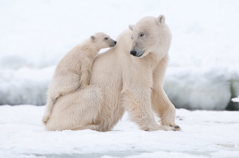 Mama Eisbär als Kletterwand. Kleine Eisbären dürfen die Sicherheit ihrer Höhle erst mit zwölf Wochen verlassen. Wenn sie ihrer Mutter auf Erkundungstouren folgen können, wird das Spielen vom Lernen abgelöst. – Bild: ORF/​ZDF/​Gecko1968