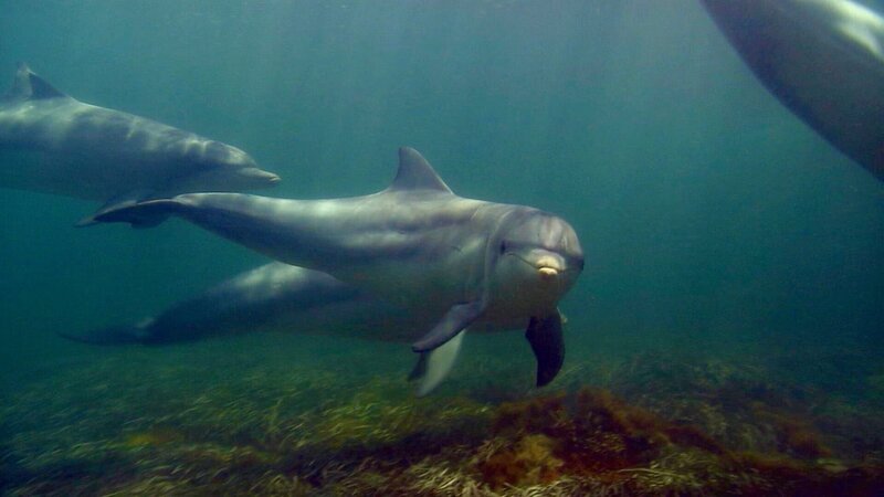 Intelligente Tümmler. Große Tümmler sind hochintelligente Säugetiere, die ihr eingebautes „Radarsystem“ bei der Nahrungssuche als Echolot nutzen. Sie erzeugen hohe Töne, die von allem zurückgeworfen werden, was ihnen in die Quere kommt. Ihr Gehirn formt daraus dann ein Bild des Hindernisses. – Bild: ORF/​ZDF