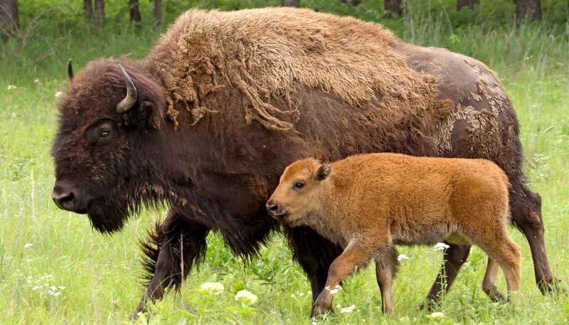Ein Bison mit seinem Kalb. Die Bisonkälbchen spielen gerne, bei ihnen ist immer etwas los. – Bild: WDR/​BR/​Ernst Arendt/​Hans Schweiger