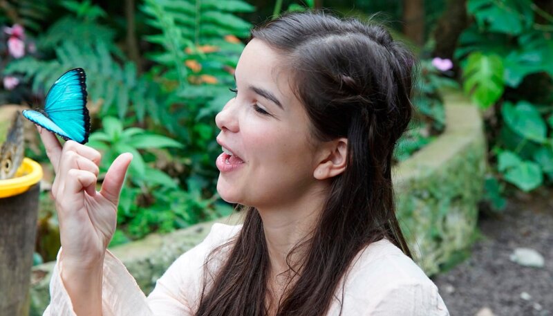 Der blaue Morphofalter gehört zu den schönsten und spektakulärsten Schmetterlingen überhaupt. Weiteres Bildmaterial finden Sie unter www.br-foto.de. – Bild: BR/​TEXT + BILD Medienproduktion