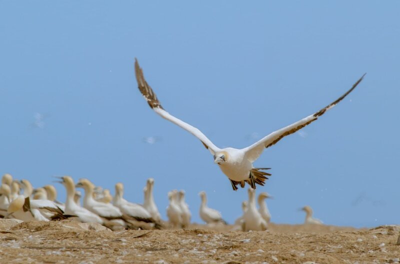 Kaptölpel begeben sich monatelang auf die Jagd nach Futter, um ihren Nachwuchs versorgen zu können. – Bild: ARTE/​ZED