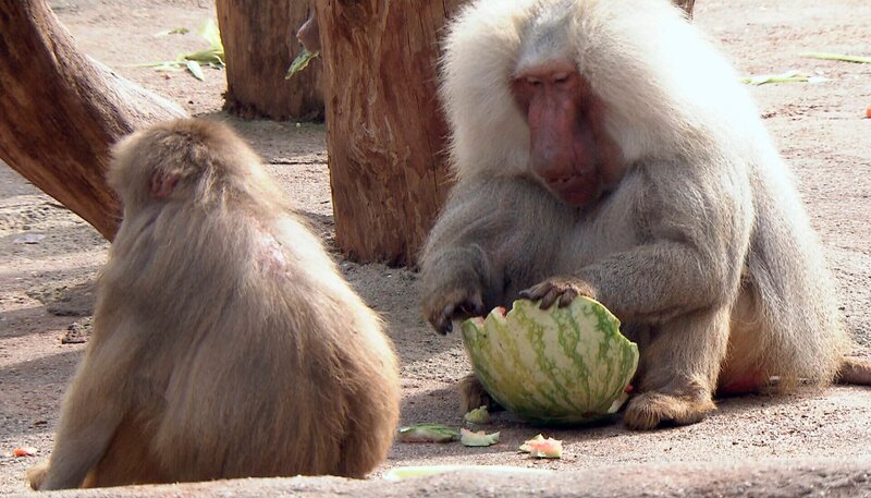 ARD/​NDR LEOPARD, SEEBÄR UND CO. FOLGE 114, „Tigerin Taiga auf dem Präsentierteller“, am Montag (23.04.12) um 16:10 Uhr im ERSTEN. Der Pavian isst genüsslich eine Melone. – Bild: NDR