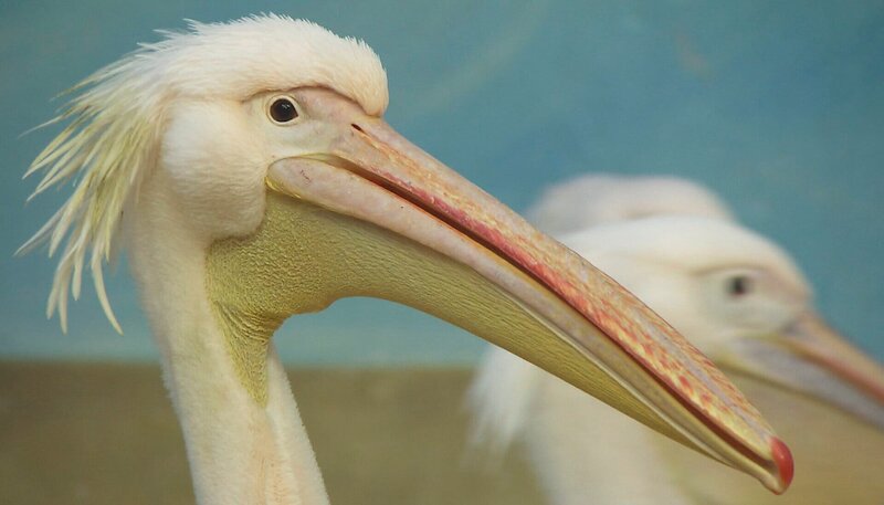 ARD/​NDR LEOPARD, SEEBÄR UND CO., Folge 115, „Eiertanz mit einer Giftnudel“, am Dienstag um 16:10 Uhr im ERSTEN. Pelikankopf – Bild: NDR