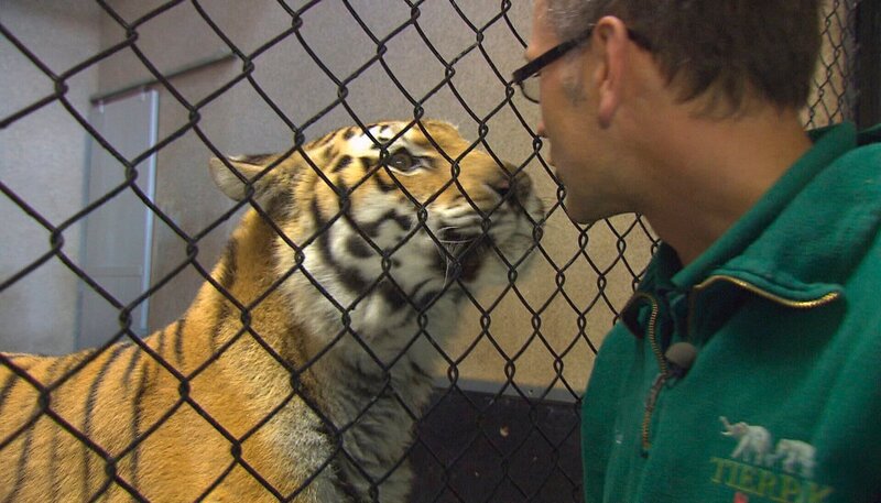 ARD/​NDR LEOPARD, SEEBÄR UND CO., Folge 116, „Hormontief im Tigerrevier“, am Mittwoch um 16:10 Uhr im ERSTEN. Uwe Fischer beruhigt die rollige Tigerdame. – Bild: NDR